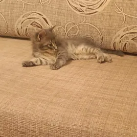 pişik