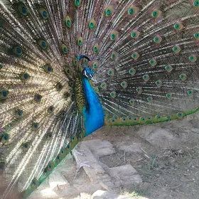 tawus guş