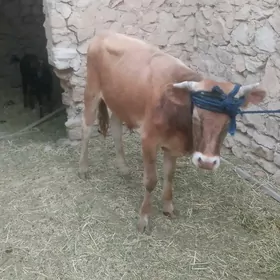 ökiz