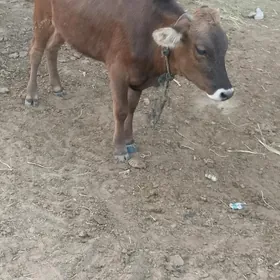 Göle