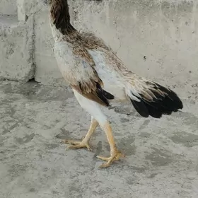 baysow towuk