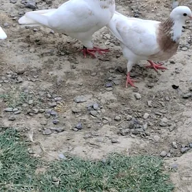 Kepderi