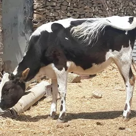 Galisdeyin tuwe