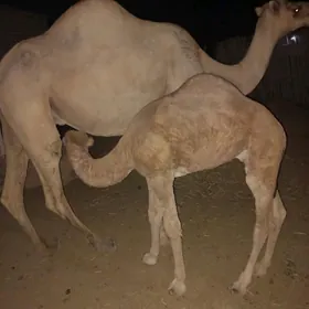 кощекли дуйе