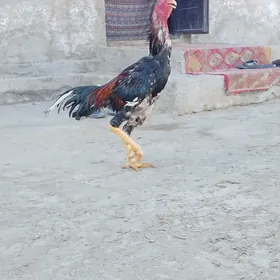 horaz