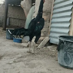 horaz