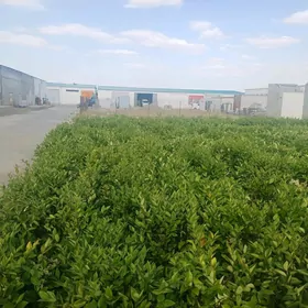 bezeg baglar