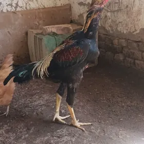 dekan