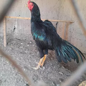 Uzbek juje