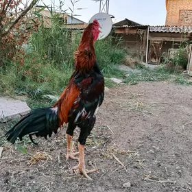 Horaz taşkent.