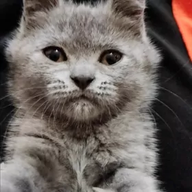 Котёнок