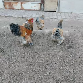 Palewi brama