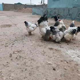 Brama yumurtga