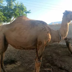 Düye