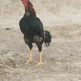 paroda