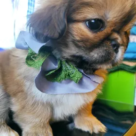 pekines