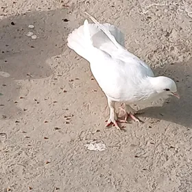 kepderi