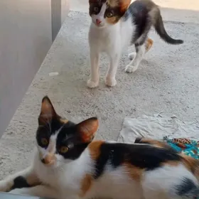 котята