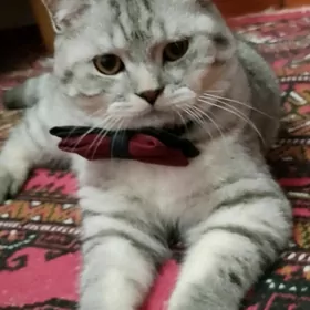 Kot