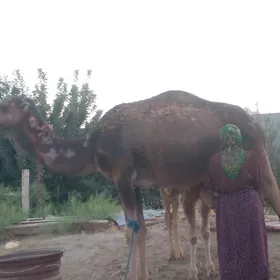 duye gaty gyssagly satylyar
