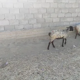 İşşek