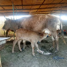 Goleli sygyr