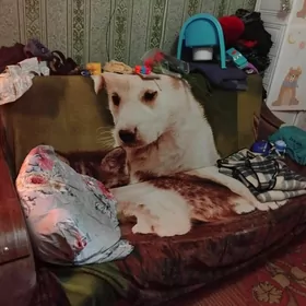 Диван Кровать