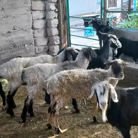 goýun