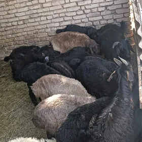 Kiçi mallar