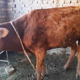 Okizçe