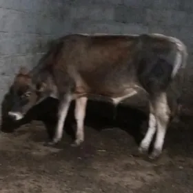 öküz siwes yerli tohum