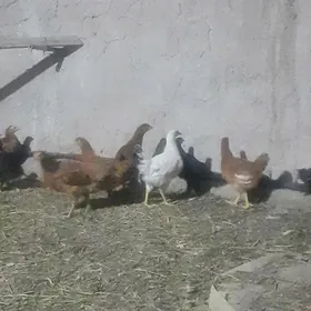 juyje