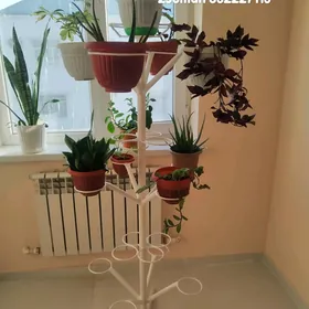 gül tpdstawka