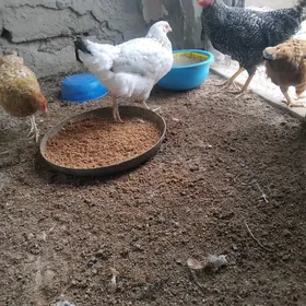 guşlar