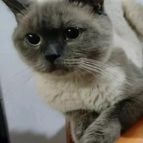 Шотканка