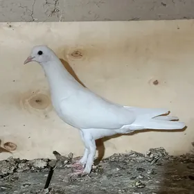 kepderi