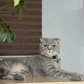 Потерялся кот