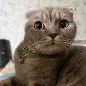Кот