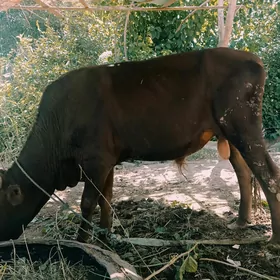 öküz
