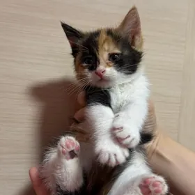 котенок