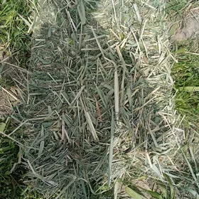 gamiş