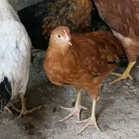Jűje