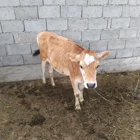 Tuwe göle