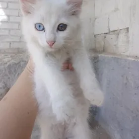 PİŞİÇEK