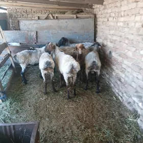 Bakylan goyun