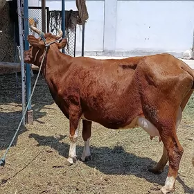 goleli sygyr