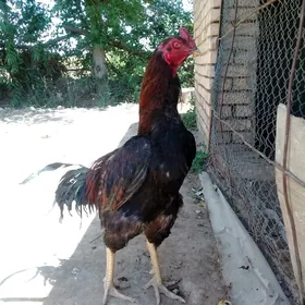 Horaz gyzyl özbek