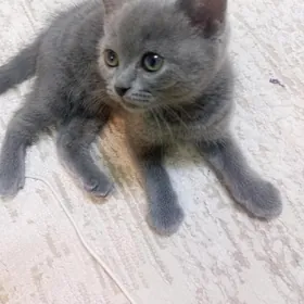 Котенок мальчик