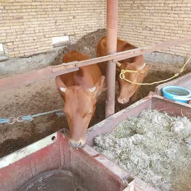 ÖKUZ BİLEN GUNAJYNLAR