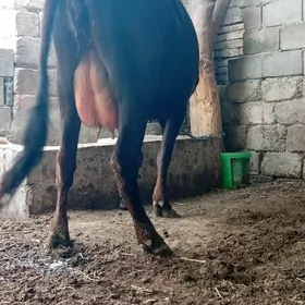 Göleli sygyr